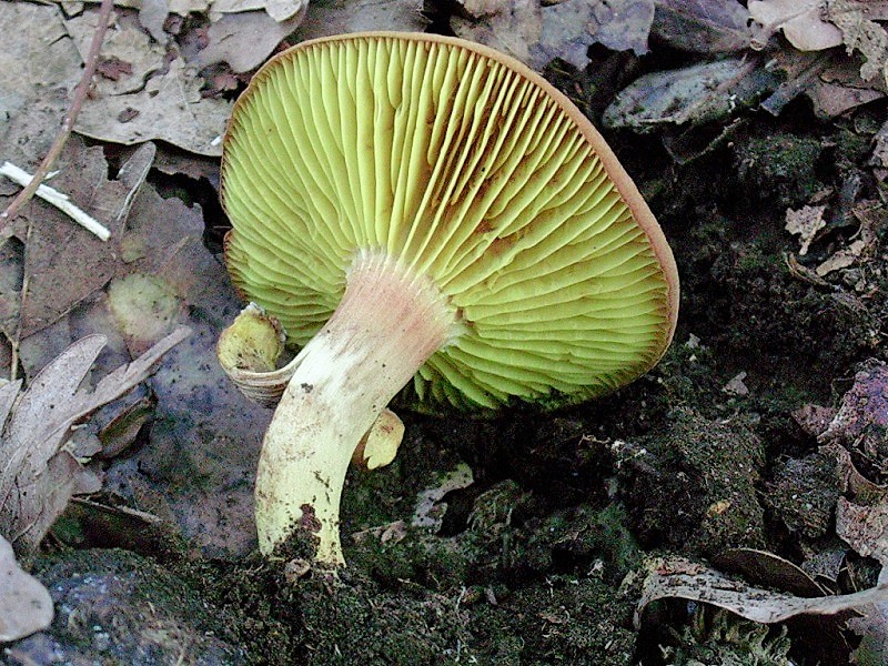 413 Agosto vecchio ritrovamento